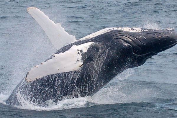 Whale Watching