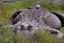 Get up close the Alligator Farm