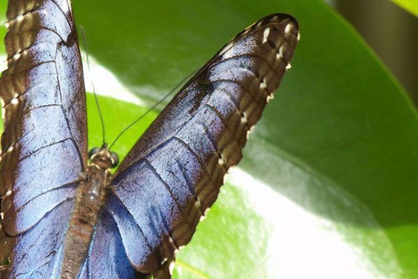 Breathtaking Journey into lives of butterflies